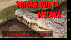 We did not find results for: Zoo Melaka Ayer Keroh Destimap Destinations On Map