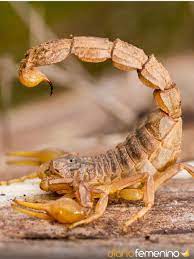 Cuidado Al Sonar Con Alacranes O Escorpiones Su Significado