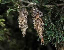 Maybe you would like to learn more about one of these? Evergreen Bagworm Moth Missouri Department Of Conservation