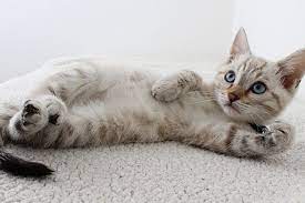 We did not find results for: Apakah Kucing Perlu Mandi Halaman All Kompas Com
