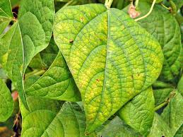 Identifying Plant Nutrient Deficiencies