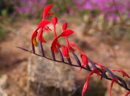 Image result for Gladiolus trichonemifolius