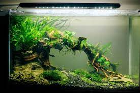 Low Tech Aquascape Forum Thread Http Www Aquariumlife Com Au Showthread Php 51912 Ryan S Low Tech Na Fresh Water Fish Tank Betta Aquarium Planted Aquarium