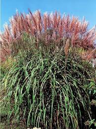 Check spelling or type a new query. Ziergras Chinaschilf Miscanthus Sinensis Maleparthus Blumenzwiebeln Und Fruhlingsrhizome Ziergraser Cebule De