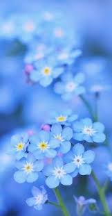 Suite 2 barre, vt 05641 23 Forget Me Not Flowers 3 Ideas Forget Me Not Flowers Blue Flowers