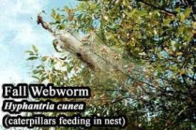 Image result for venturia saliciperda willow tree