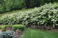 We offer affordable bare root nanking cherry trees and many others bushes, shrubs, and trees shipped at the best time for planting where you live. Sell Me On Nanking Cherry