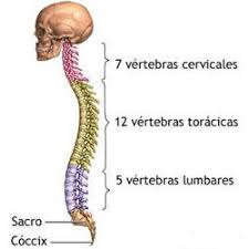 One of the first warning signs of cervical cancer is. Collarines Cervicales Blog De Ortopedia De Ortoweb Com