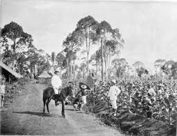 Setiap kali tanah melayu dijajah, mesti ada ada peninggalan british, portugis, malah jepun. Sejarah Perkebunan Di Indonesia Pedia Ilmu