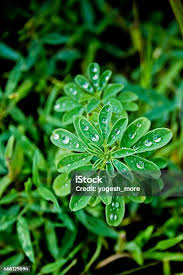 Image result for Indigofera trita