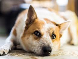 Possible symptoms of bone cancer include: Rib Bone Cancer In Dogs Dog Discoveries