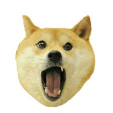 Posts must contain doge or an edit of doge in some meaningful way. Doge Head Png Free Doge Head Png Transparent Images 51 Pngio