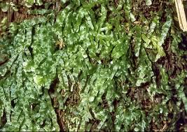 Image result for Polyphlebium