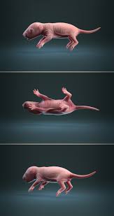 Rat Baby Newborn 3d Model In 2020 Newborn Cover Pics 3d Model
