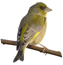 Grunfink Nabu Vogeltrainer Grunfink Vogel Im Garten Einheimische Vogel