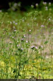 Image result for Elephantopus