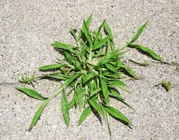 Tall fescue is one of the more important cool season grasses. Lawn Tips Crabgrass