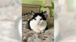 We did not find results for: Learn How To Safely Walk Your Cat Outside Or How About Building A Catio San Gabriel Valley Tribune
