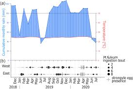 Image result for Manniophyton fulvum