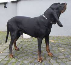 Black And Tan Coonhound Vs Bloodhound Black And Tan Coonhound Vs Bloodhound Vs Redbone Coonhound Dog Breeds Comparis Dog Breeds Coonhound Redbone Coonhound