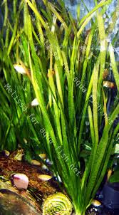 Image result for Vallisneria spiralis