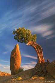 Juniper And Monolith Joshua Tree National Park Mutter Natur Bilder Und Naturwunder