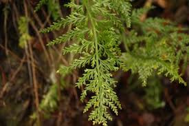 Image result for Asplenium gemmiferum