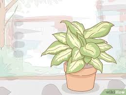 If you wish to get rid of the infected leaves, remove them carefully along with other affected parts. How To Get Rid Of Powdery Mildew On Plants With Pictures