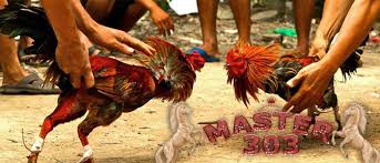 Ayam sabung pisau ini mempunyai beberapa jenis keturunan yang tentunya mempunyai karateristik gaya bertarung yang bebeda dari setiap jenisnya. Sabung Ayam Taji Archives Berita Jadwal Sabung Ayam Online S1288 Sv388 Sm558