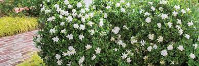 Gardenias are very fragrant and are a beautiful addition to any garden. Jubilation Gardenia