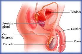 Find the information you need today. Understand Prostate Cancer Surgery India Low Cost Prostate Cancer Surgery India Prostate Cancer Surgery Advantages India