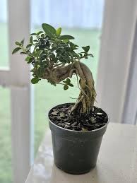 Image result for Premna