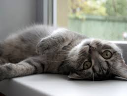 And that is for your kitties to feel safe, secure and as happy. Cat Sitter Rates Philadelphia Pa Fairmount Pet Service