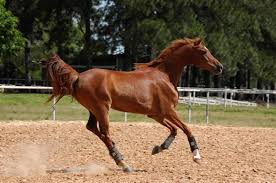 Chestnut Or Bay Which Is Better The Horse