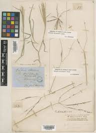 Image result for Enteropogon monostachyos