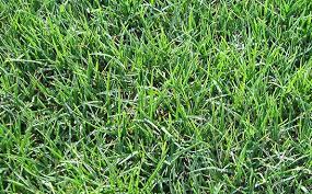 With a dense, rapidly spreading growth habit and quick recovery from injury, tifway. Tifway 419 Bermuda 500 Acres Of Quality Sod Available To Purchase Unadilla Ga The Sod Source Measuring Calculating Sod