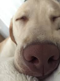 Our children are grown and we have 8 grandchildren and of course our labs. Lab Puppies Columbus Ohio 2021 At Puppies Www Addlab Aalto Fi