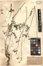 Image result for Polystachya kermesina