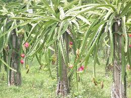 Does dragon fruit grow on trees. Pitaya Dragon Fruit Hylocereus Undatus