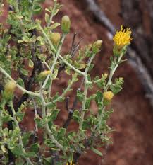 Image result for Pegolettia senegalensis