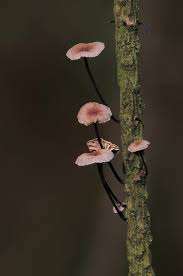 Image result for Marasmius opacus