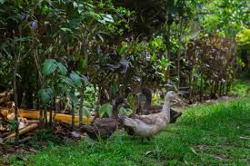 How to deter ducks from garden. 5 Tips For Creating A Duck Friendly Garden For Everyday Pest Control