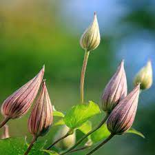 We did not find results for: Clematis Buds Clematis Spring Flowers Botanical