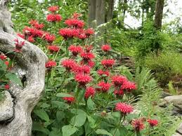 Bee Balms How To Grow And Care For Bee Balm Plants Monarda Didyma Garden Helper Gardening Questions And Answers