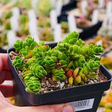 Image result for Crassula granvikii
