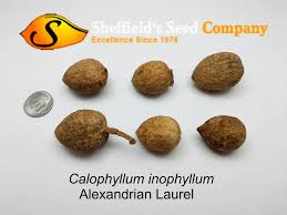 Image result for Calophyllum inophyllum