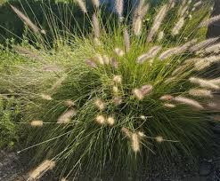 Image result for Cenchrus setaceus