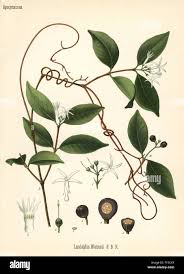 Image result for Landolphia