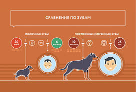 Skolko Let Sobake Po Chelovecheskim Merkam Sootnoshenie I Sravnenie Vozrasta Sobaki I Cheloveka Petstory
