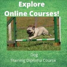 Rally, bat, puppy development, engagement, play, obedience, tracking, agility. Dog Training Course Online Accredited Dog Trainer Diploma Dog Training Dog Training Courses Dog Training Advice